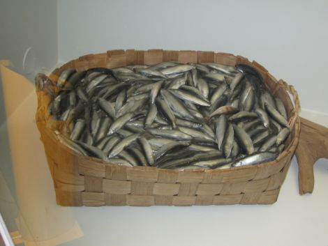 Muikkusaalis pärevakassa (kuva Ari Jäntti)